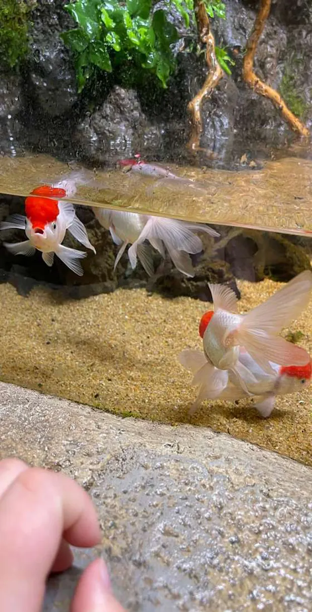 정수농장