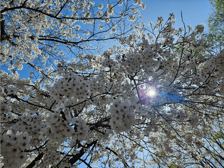 소요산 벚꽃 명소