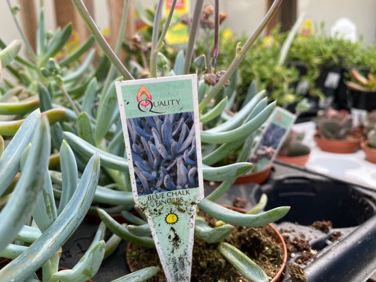 이름 가격도 같이 알아봐요. 예쁜 다육이 종류 26