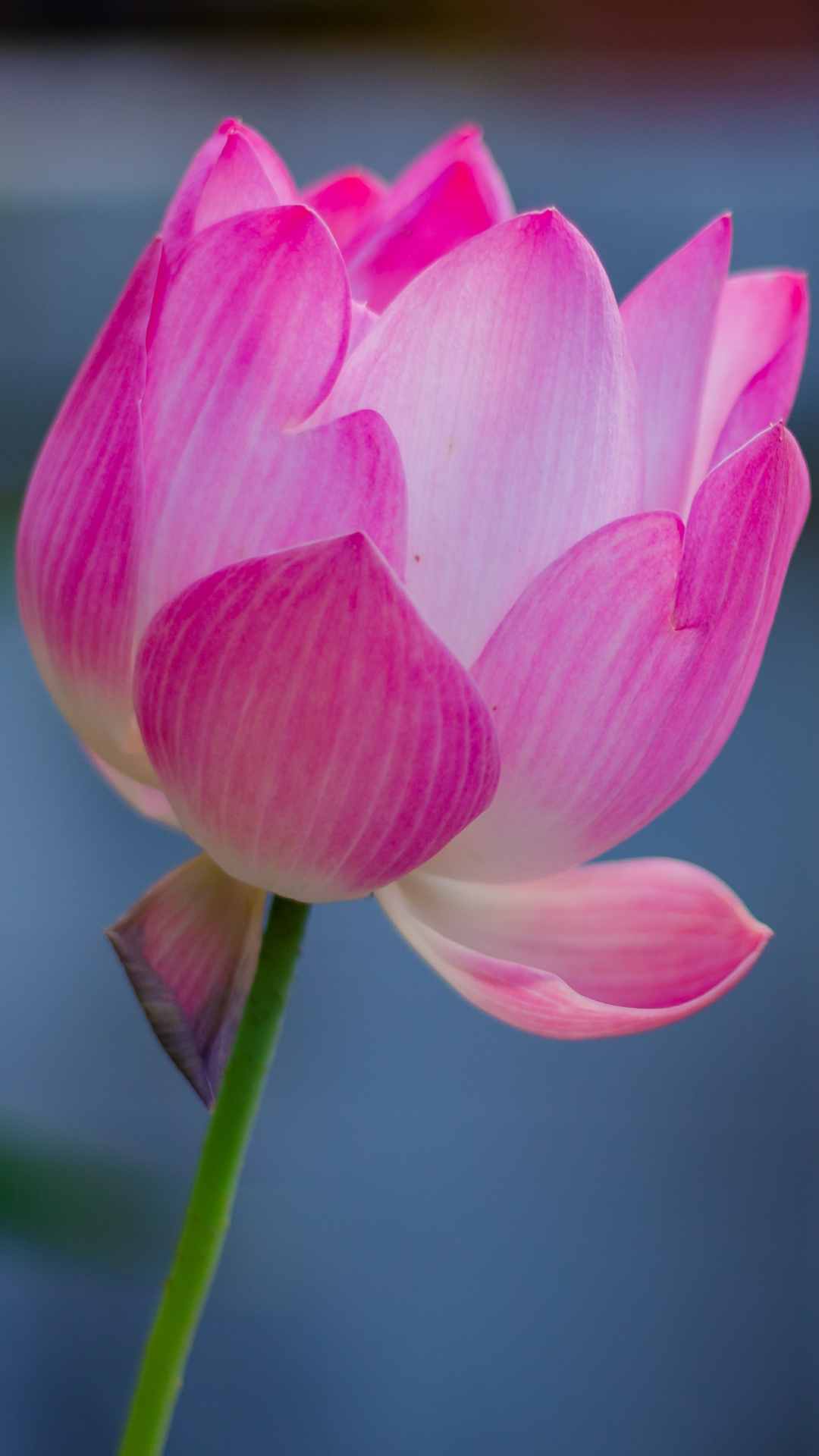 Lotus Flower iPhone Wallpaper