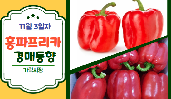  [경매사 일일보고] 11월 3일자 가락시장 홍파프리카 경매동향을 살펴보겠습니다!