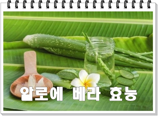  알로에베라의 건강 효능