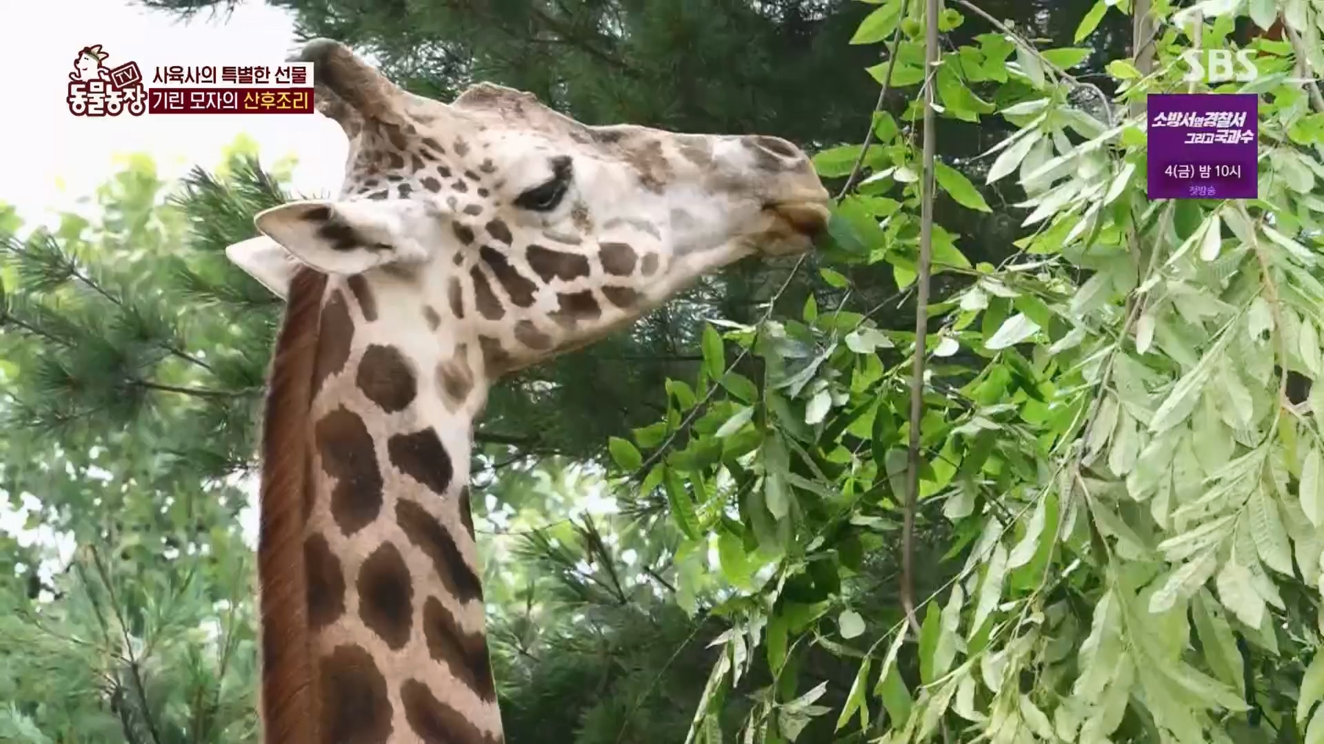 TV 동물농장.E1130.230723p.H264-F1RST.mp4_20230723_171214.428.jpg