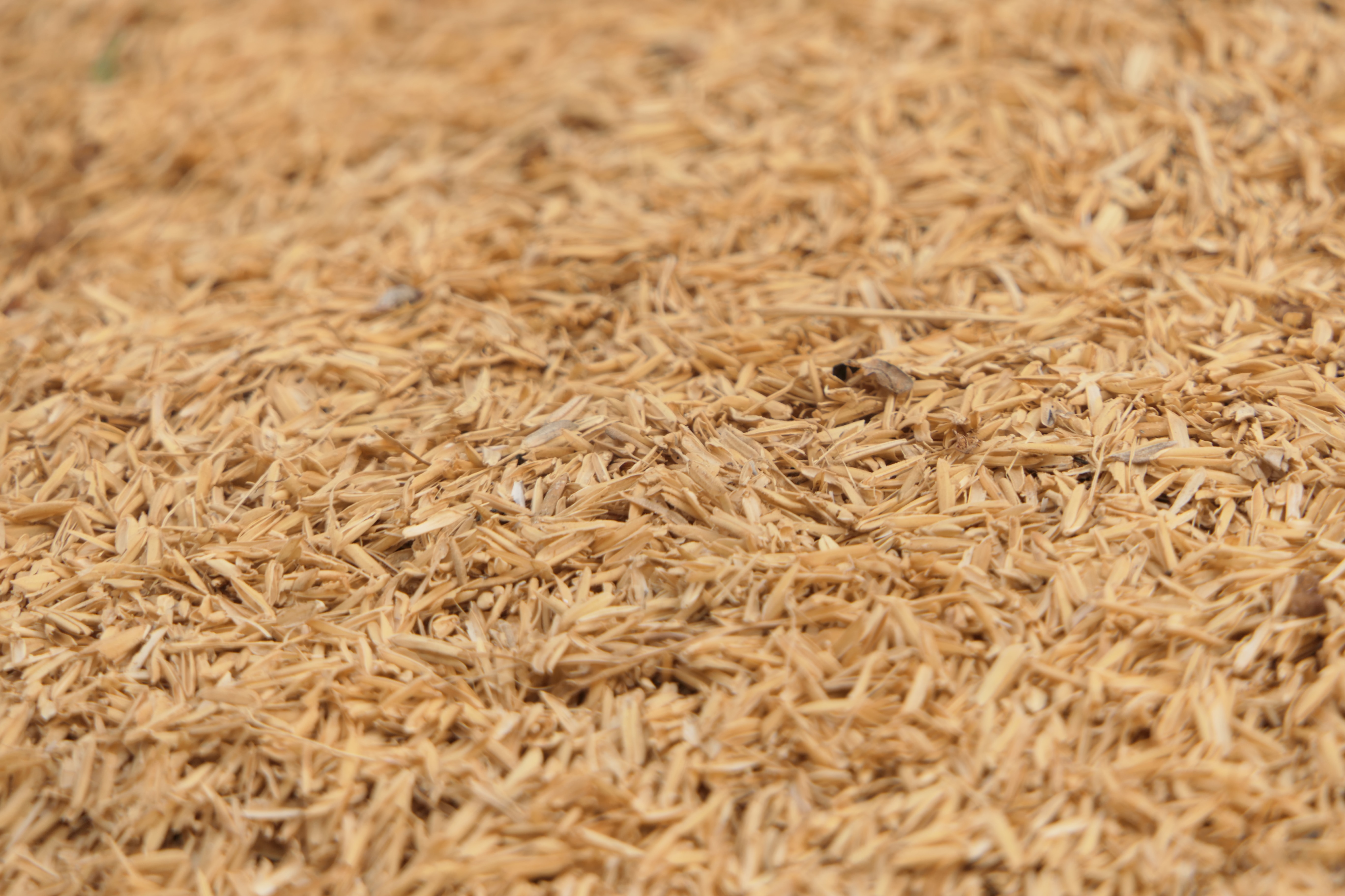 논에서 채취를 한 벼의 이삭을 탈거하여 속 알맹이인 쌀은 다 빼내고&#44; 껍데기인 쌀겨만 모아서 바닥에 펼쳐놓고 확대하여 찍은 사진