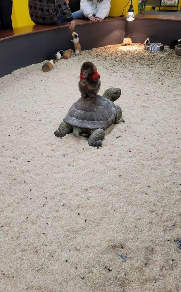 WOW ZOO