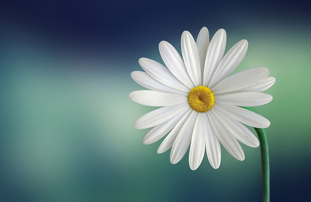 순백의 미소 데이지 꽃