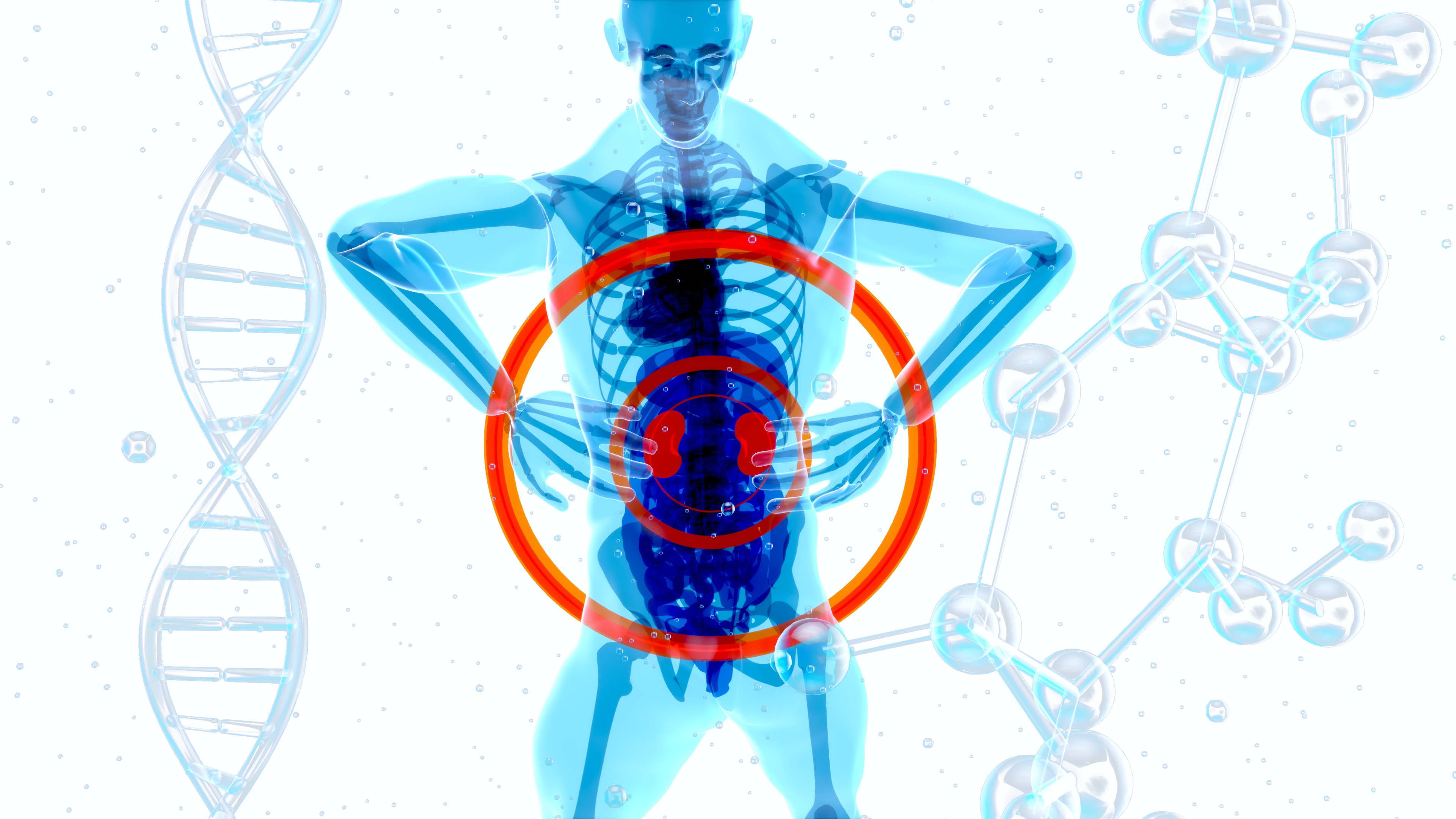 인체의 장기 중에서 허리 뒷 쪽에 있는 신장&#44; 즉 콩팥에 질병이 있는 것을 나타내는 이미지