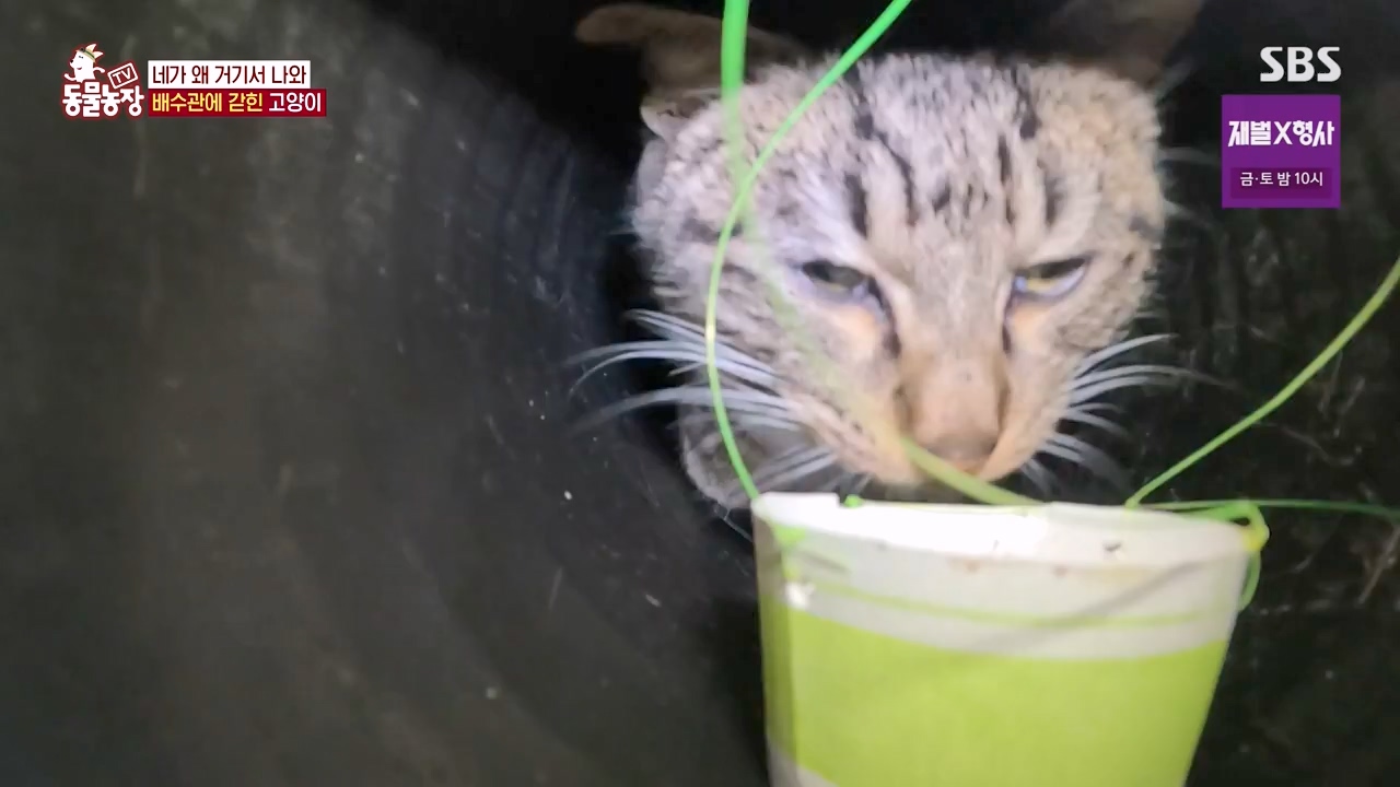 TV 동물농장.E1156.240129p-NEXT.mp4_20240128_191743.115.jpg