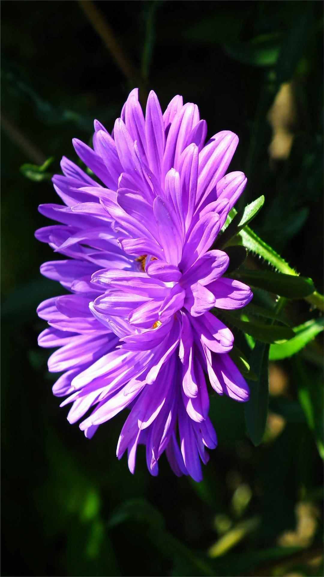 Aster Flower iPhone Wallpaper