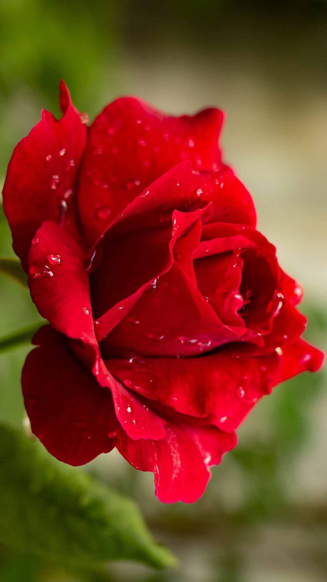 Rose Flower iPhone Wallpaper