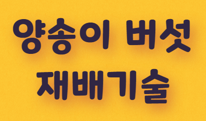  양송이 버섯 재배기술