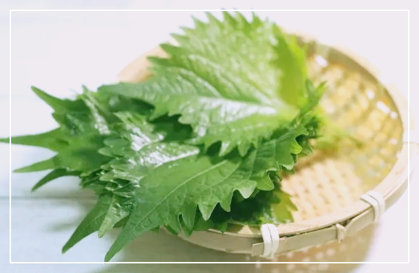  대옆(차조기잎)다이어트 방법과 효과