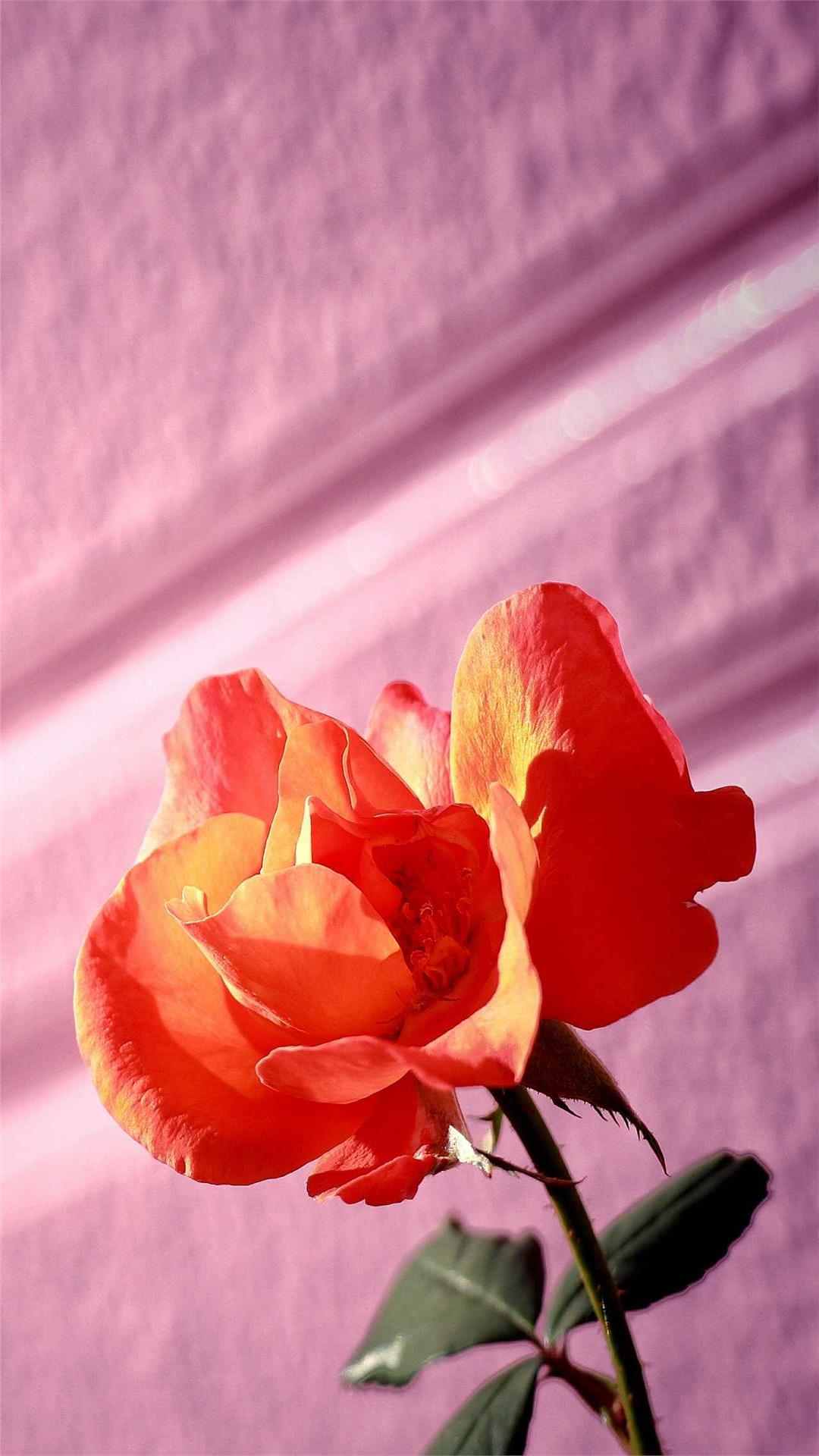 Rose Flower iPhone Wallpaper