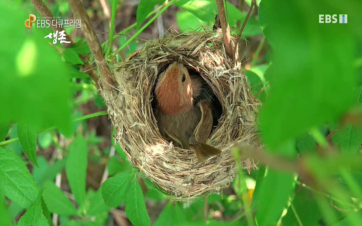 생존 3부_ EBS 다큐프라임_ 220629.avi_20220701_203611.259.jpg