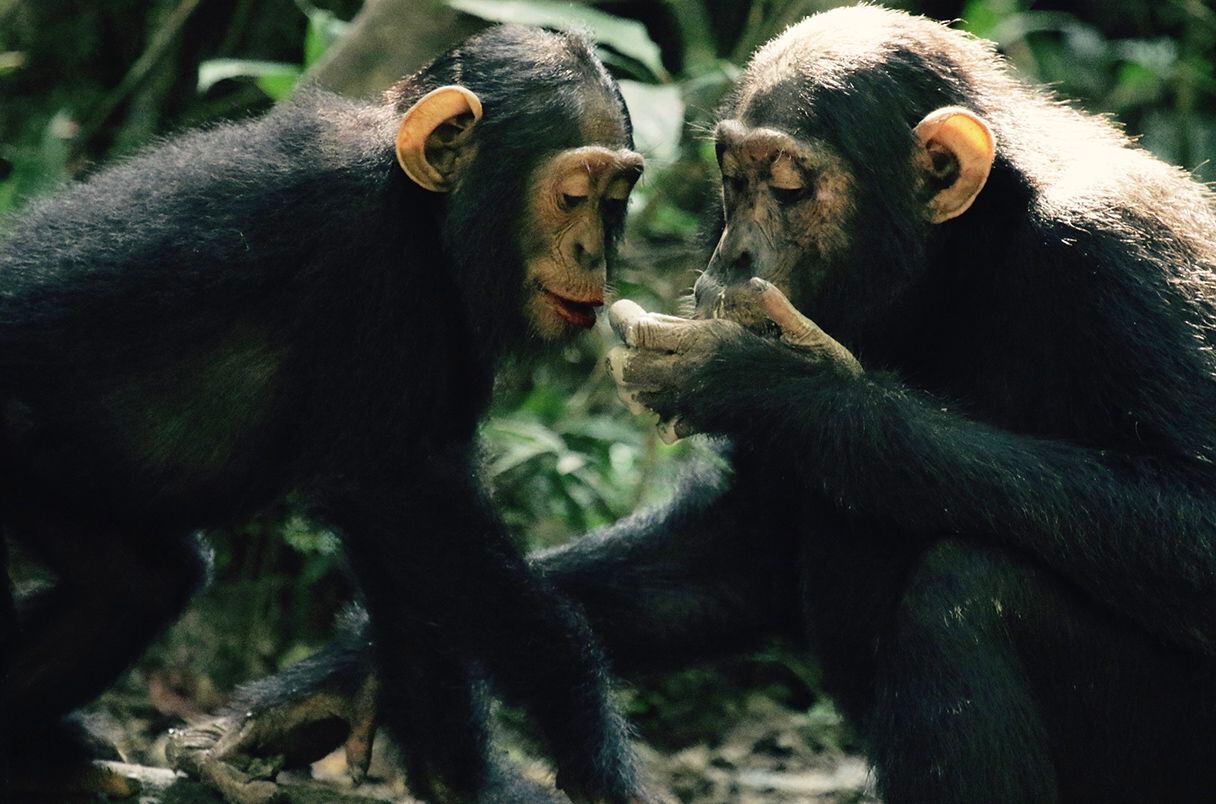 침팬지의 놀라운 식성: 박쥐 배설물에서 새로운 바이러스 위험 발견