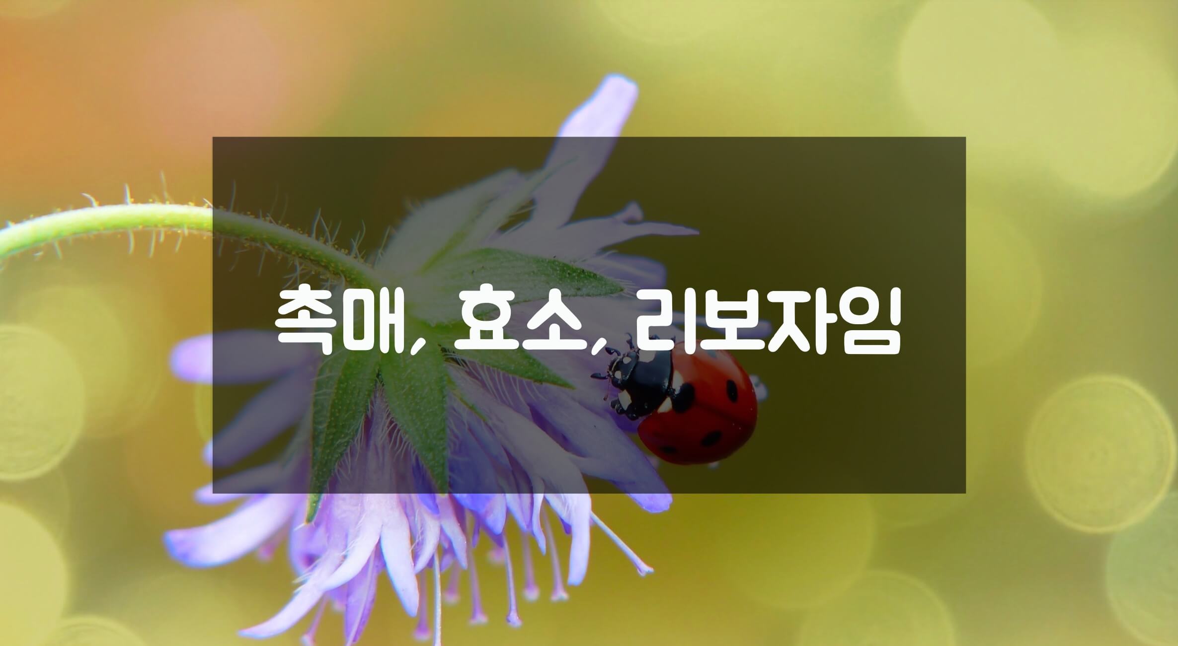 촉매&#44; 효소&#44; 리보자임