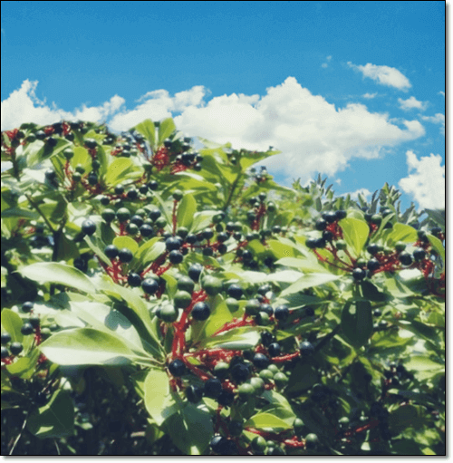 익은 후박나무 열매