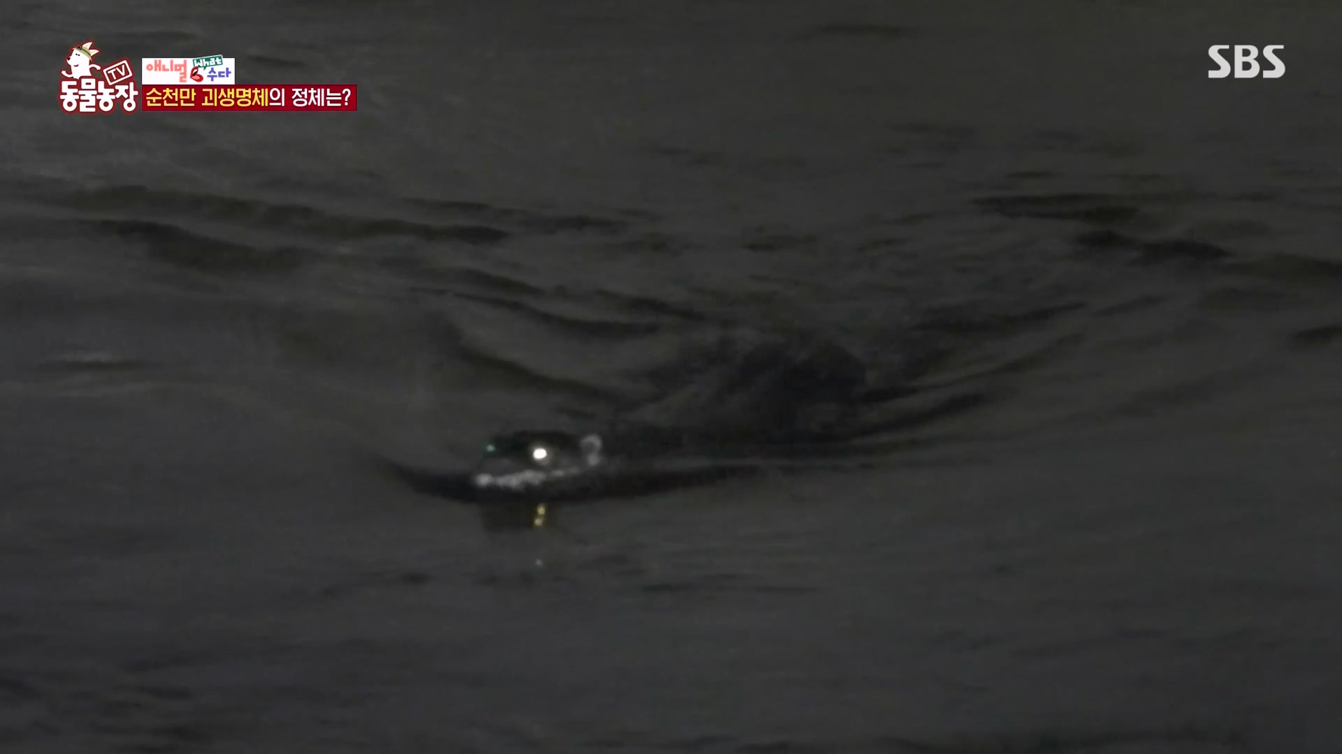 TV 동물농장.E1164.240324p-NEXT.mp4_20240324_170401.086.jpg