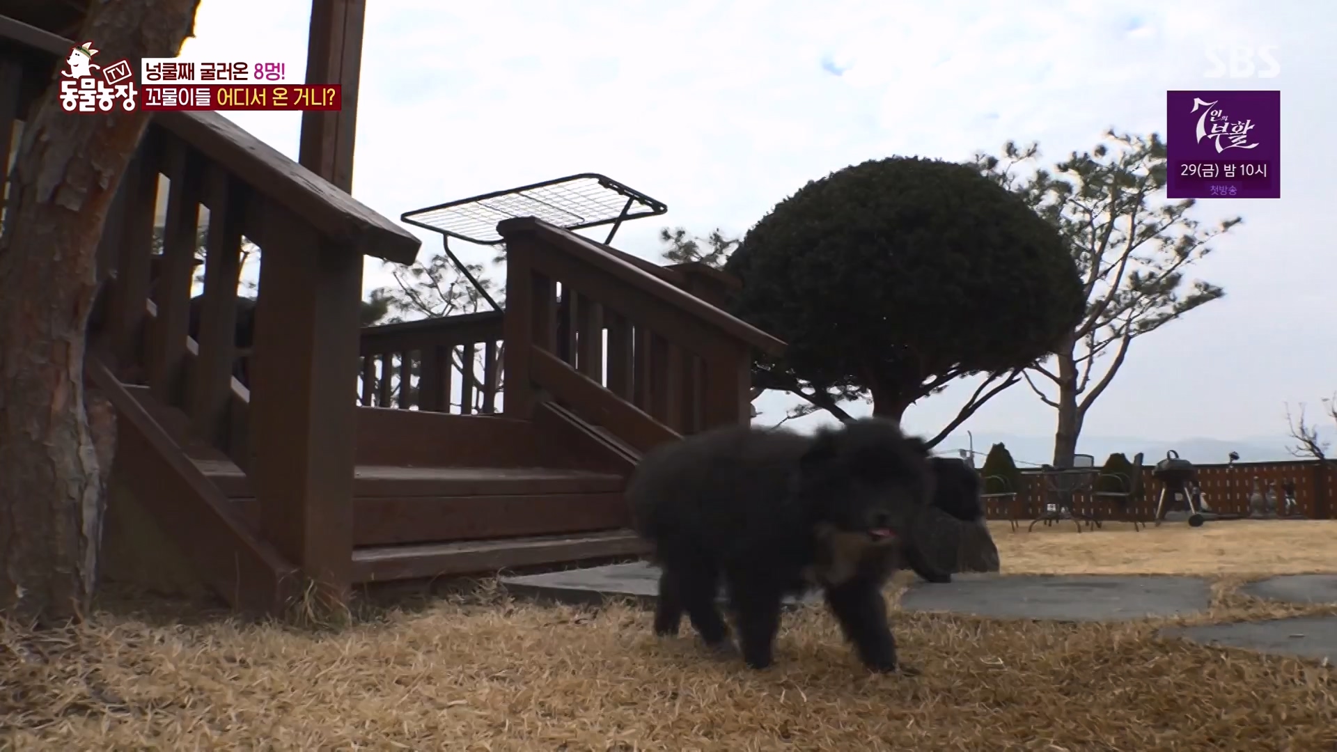 TV 동물농장.E1164.240324p-NEXT.mp4_20240324_172333.178.jpg