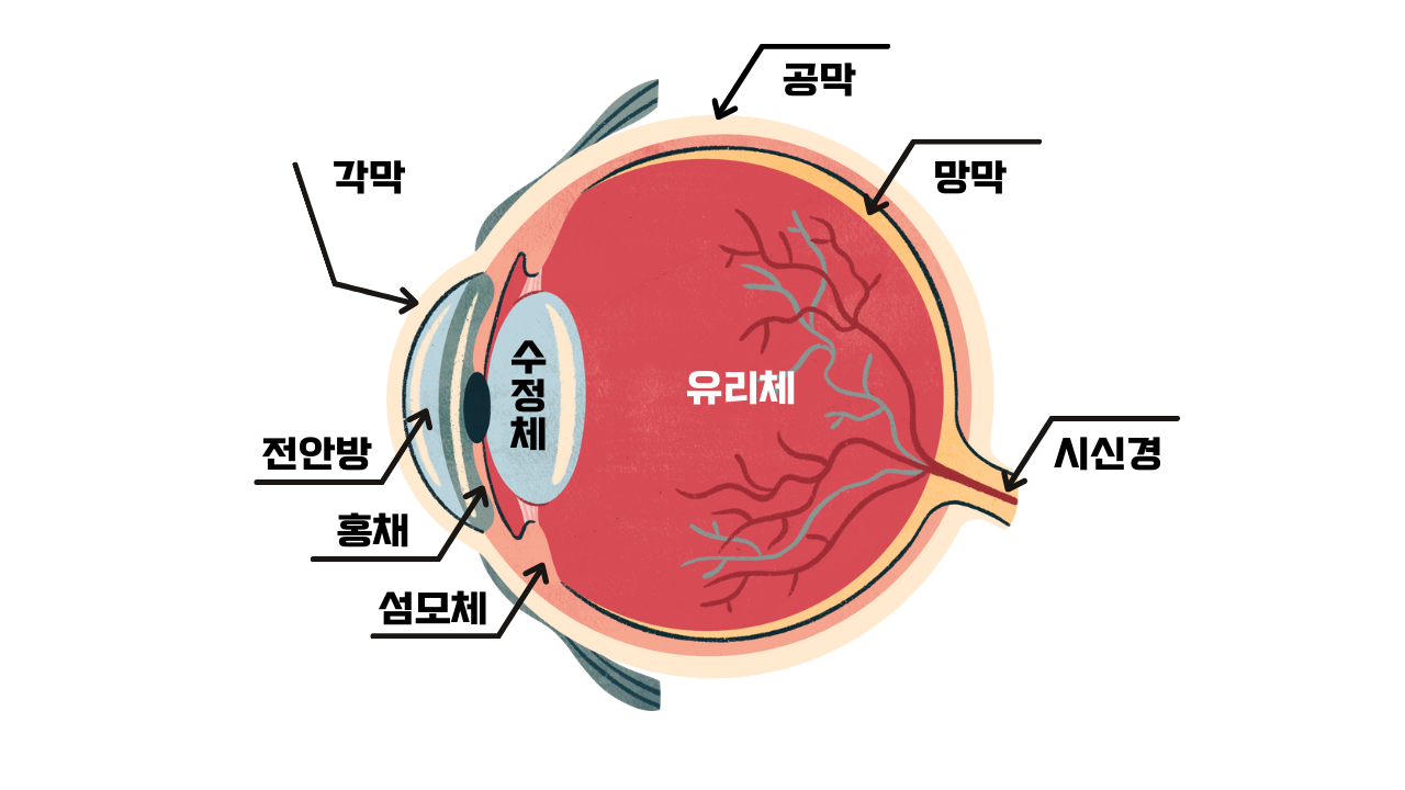 강아지 눈의 구조