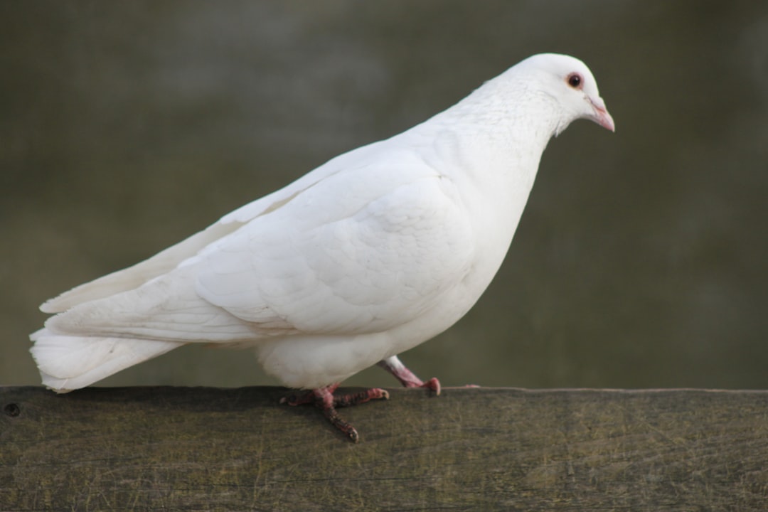 Dove