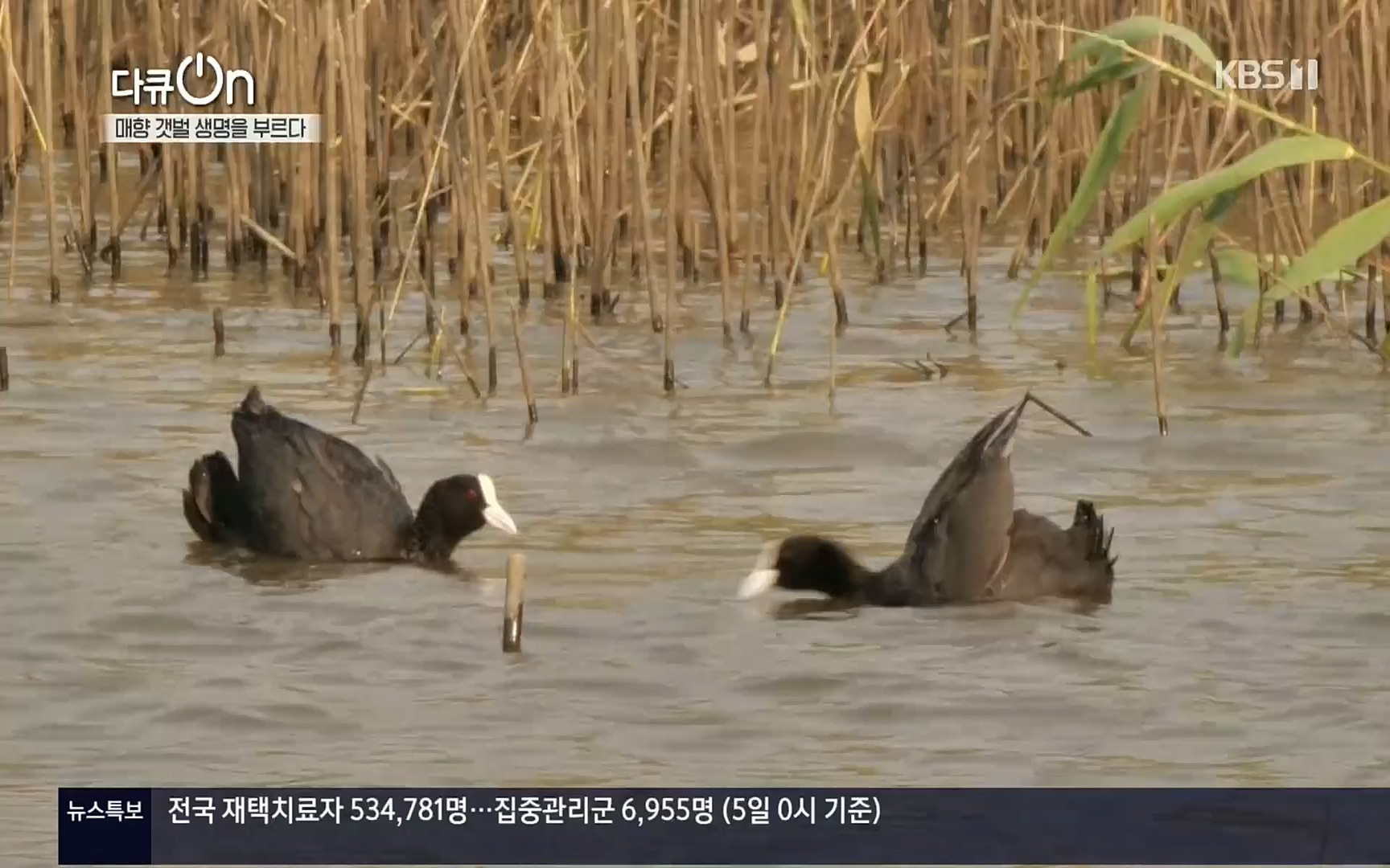 다큐 On.E151.220805p.H264-F1RST.mp4_20220806_193408.110.jpg