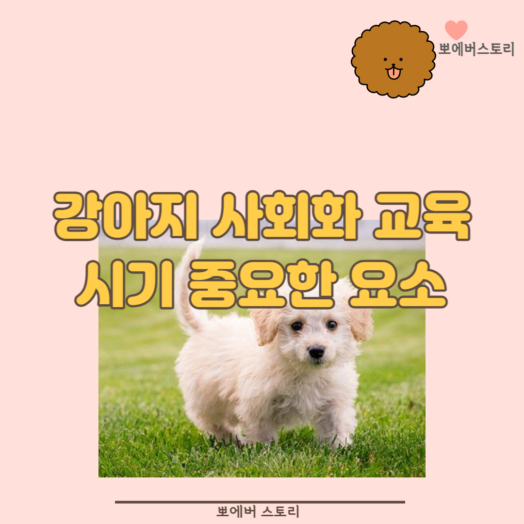  강아지사회화시기 퍼피교육 교육시작시기는 강아지교육시기