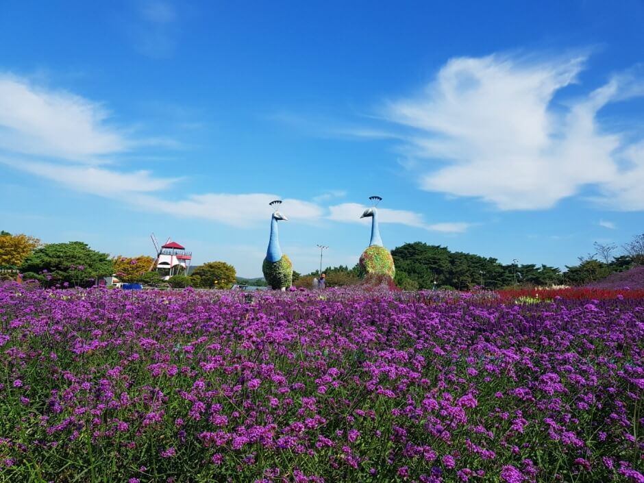 태안-가을꽃-박람회
