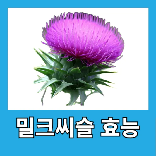 밀크씨슬 효능