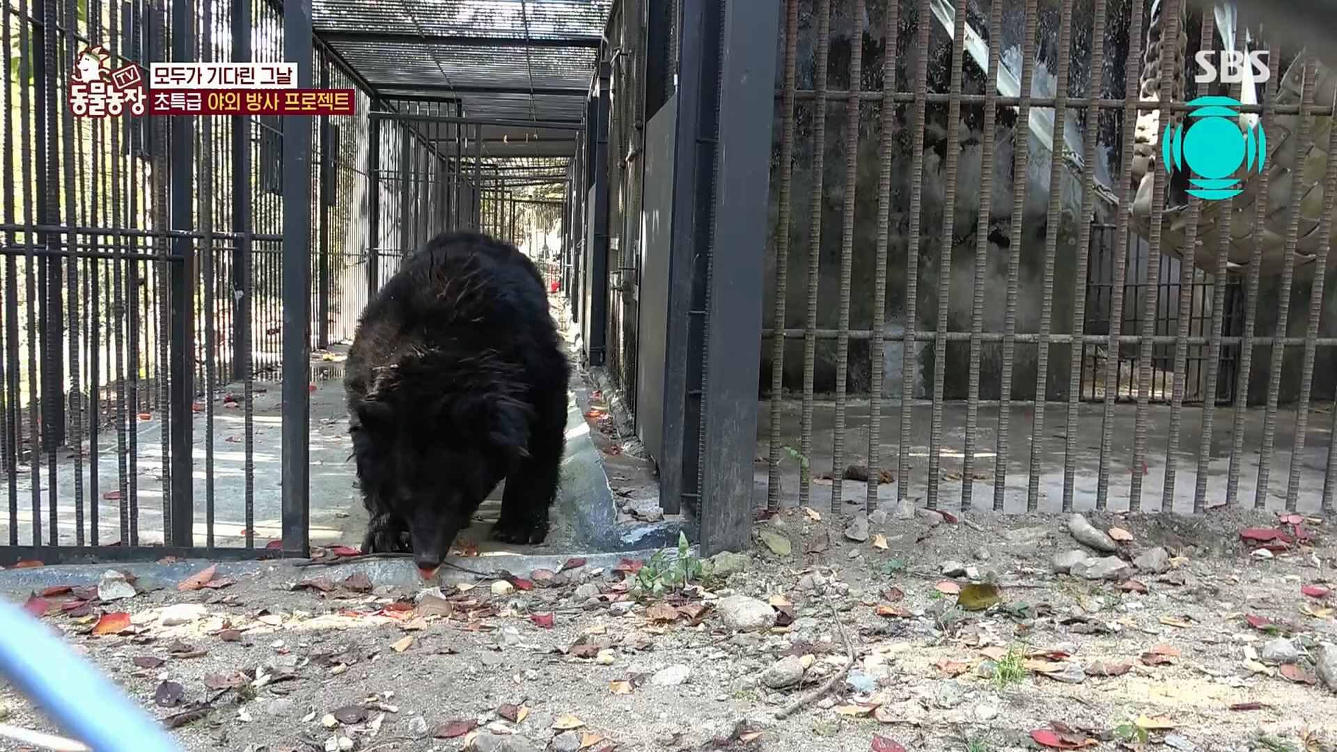 TV 동물농장.E1096.221120p.H264-F1RST.mp4_20221120_193724.646.jpg