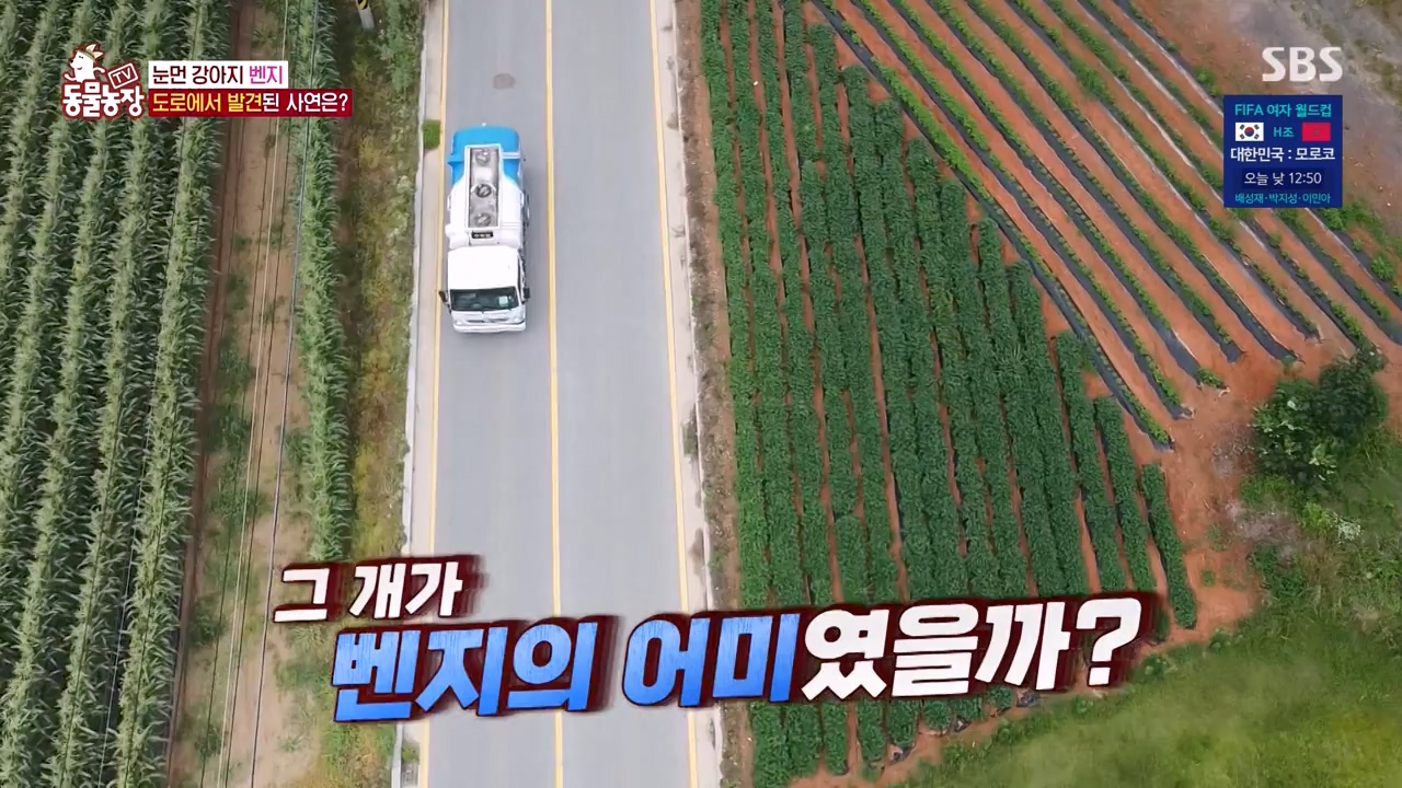 TV 동물농장.E1131.230731p-NEXT.mp4_20230730_190948.126.jpg