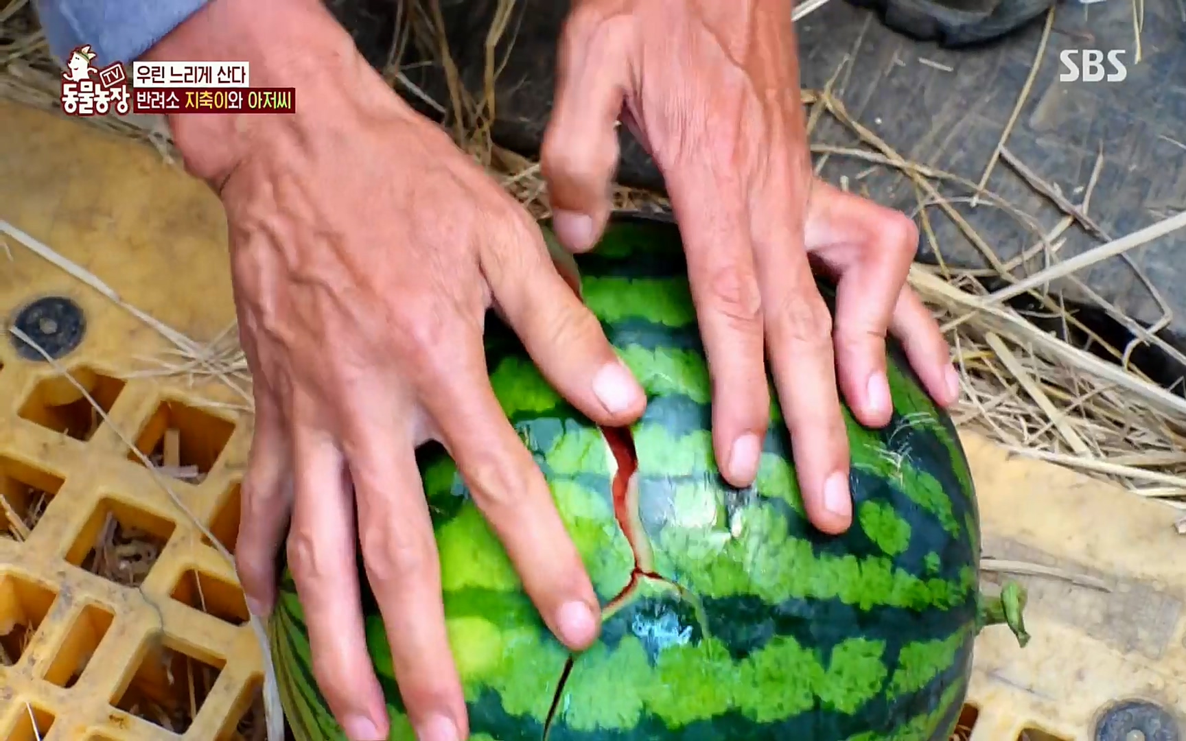 TV 동물농장.E1074.220619p.H264-F1RST.mp4_20220619_181404.179.jpg