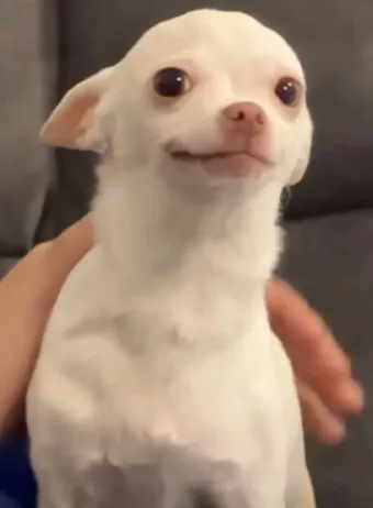 치와와 분양 종류 장모 단모 치와와 성격 수명_20