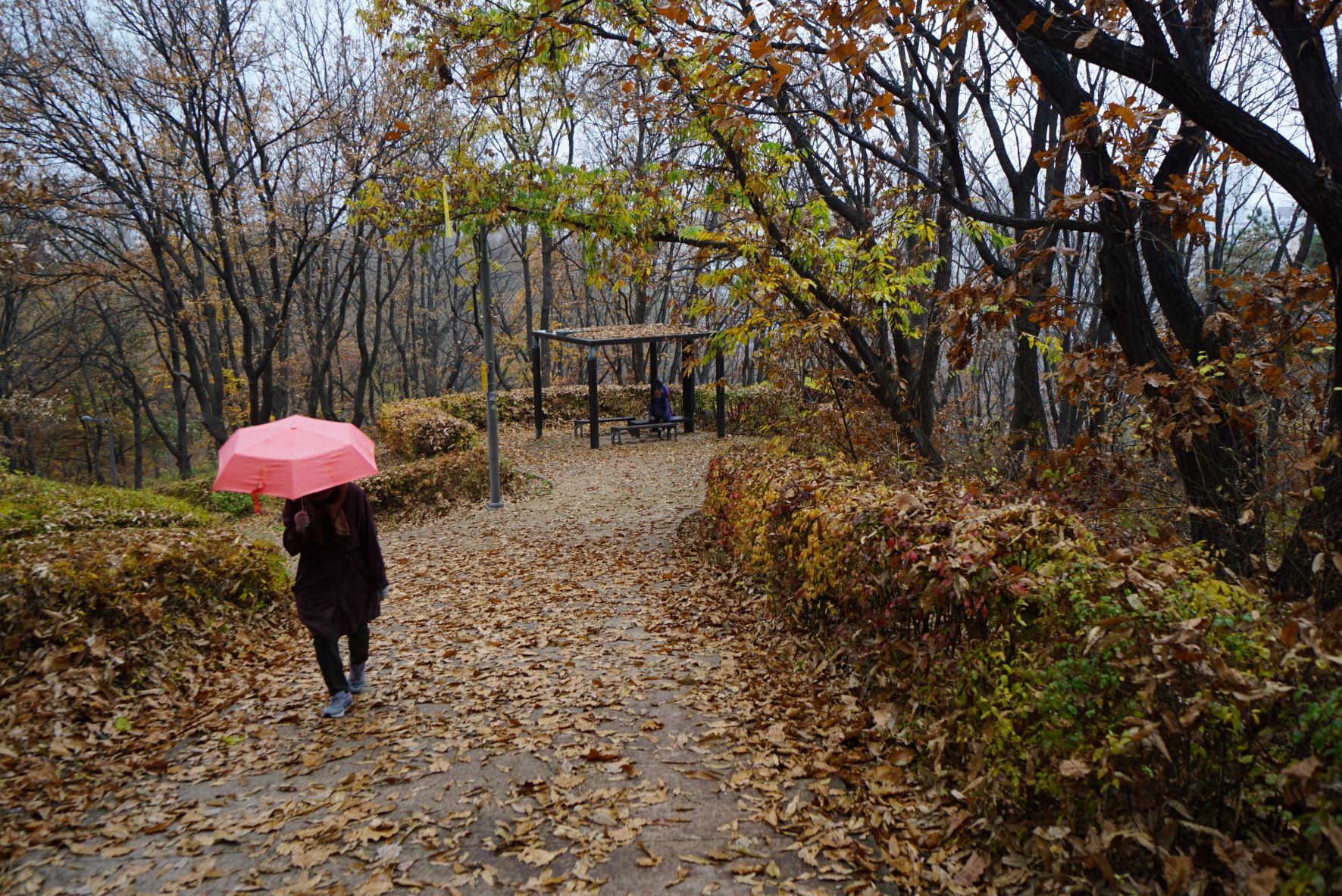 낙엽 흩어진 길&#44; 분홍 우산 들고 다가오는 여성분 1