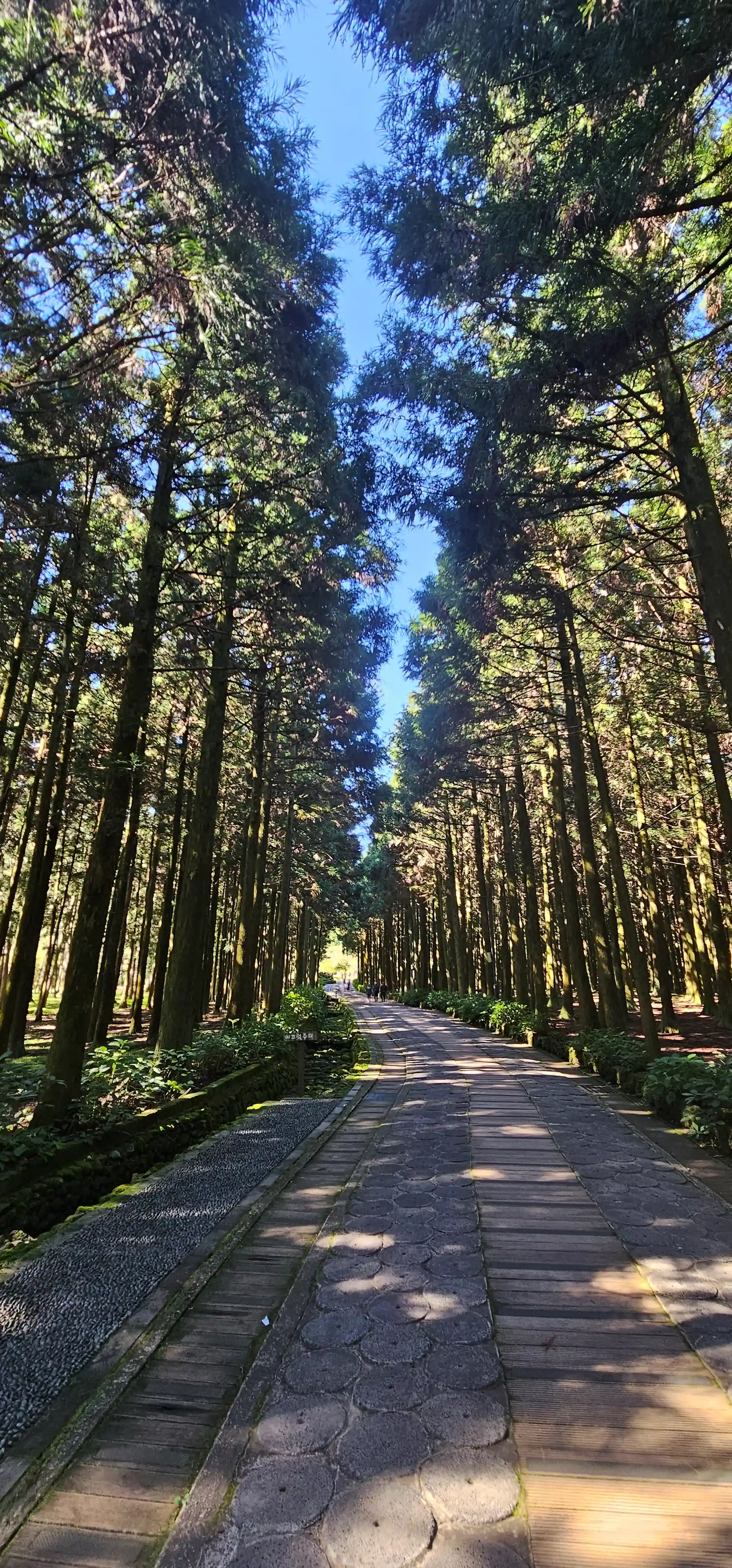 잘 정비 된 편백나무 숲 길 산책로.