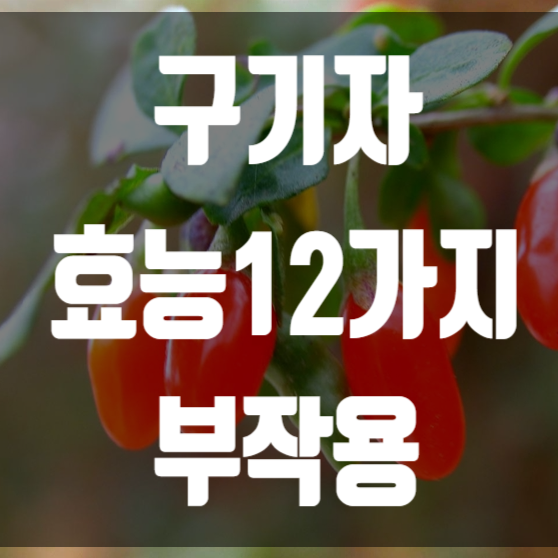  구기자효능 12가지와 부작용을 알아보자