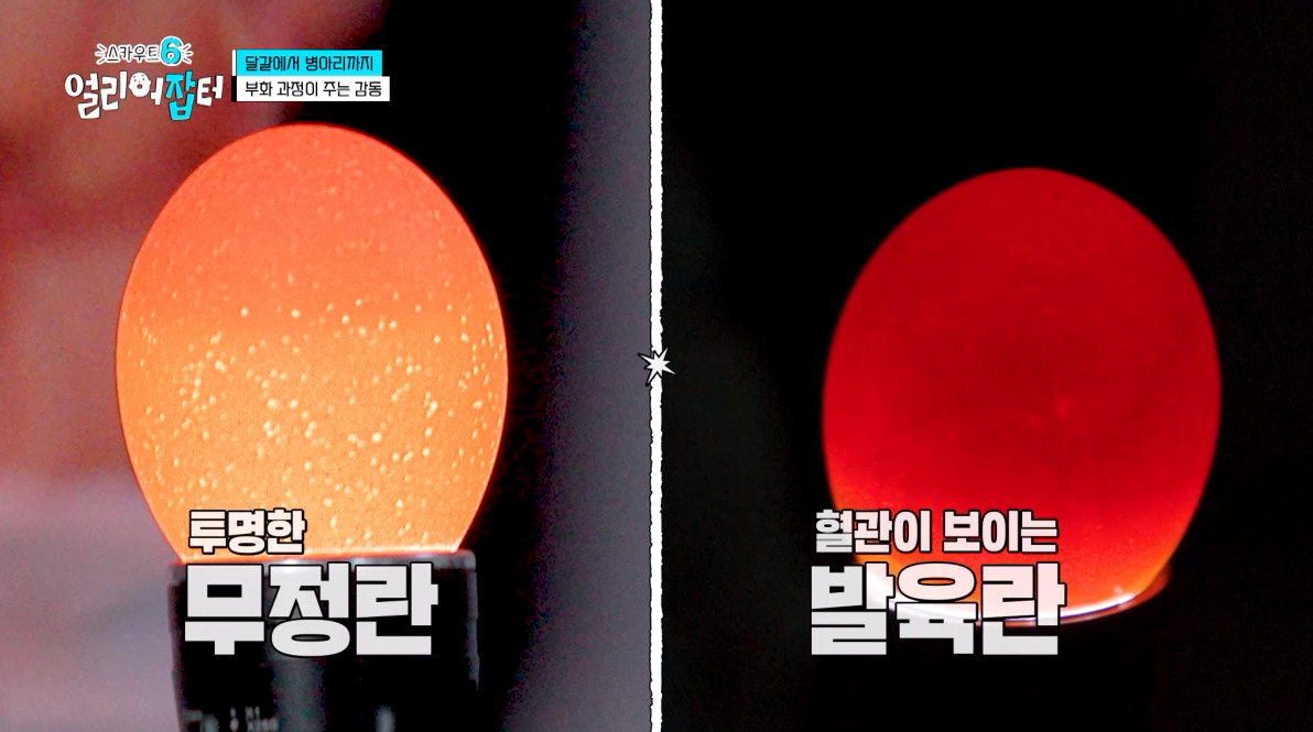 개신기한 병아리 꿈틀대면서 부화하는 모습...jpg | 인스티즈