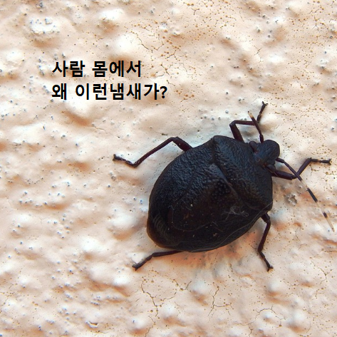  몸냄새 땀냄새 제거 방법 5가지, 원인을 알아야 해결책이 보인다.