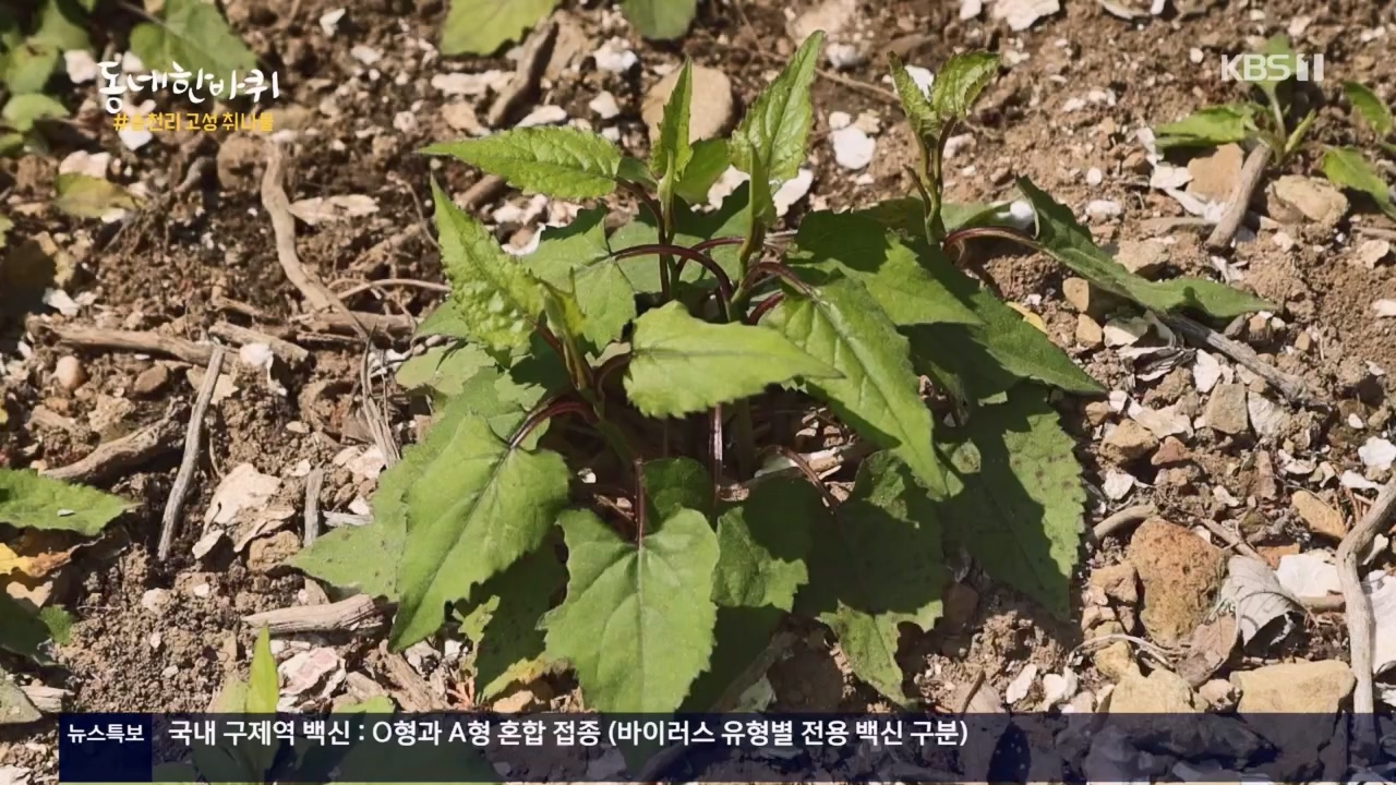 동네 한 바퀴.E221.230521p.H264-F1RST.mp4_20230522_210359.740.jpg