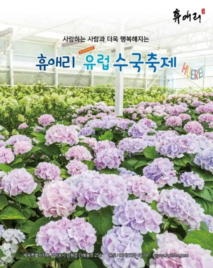 휴애리 유럽 수국축제