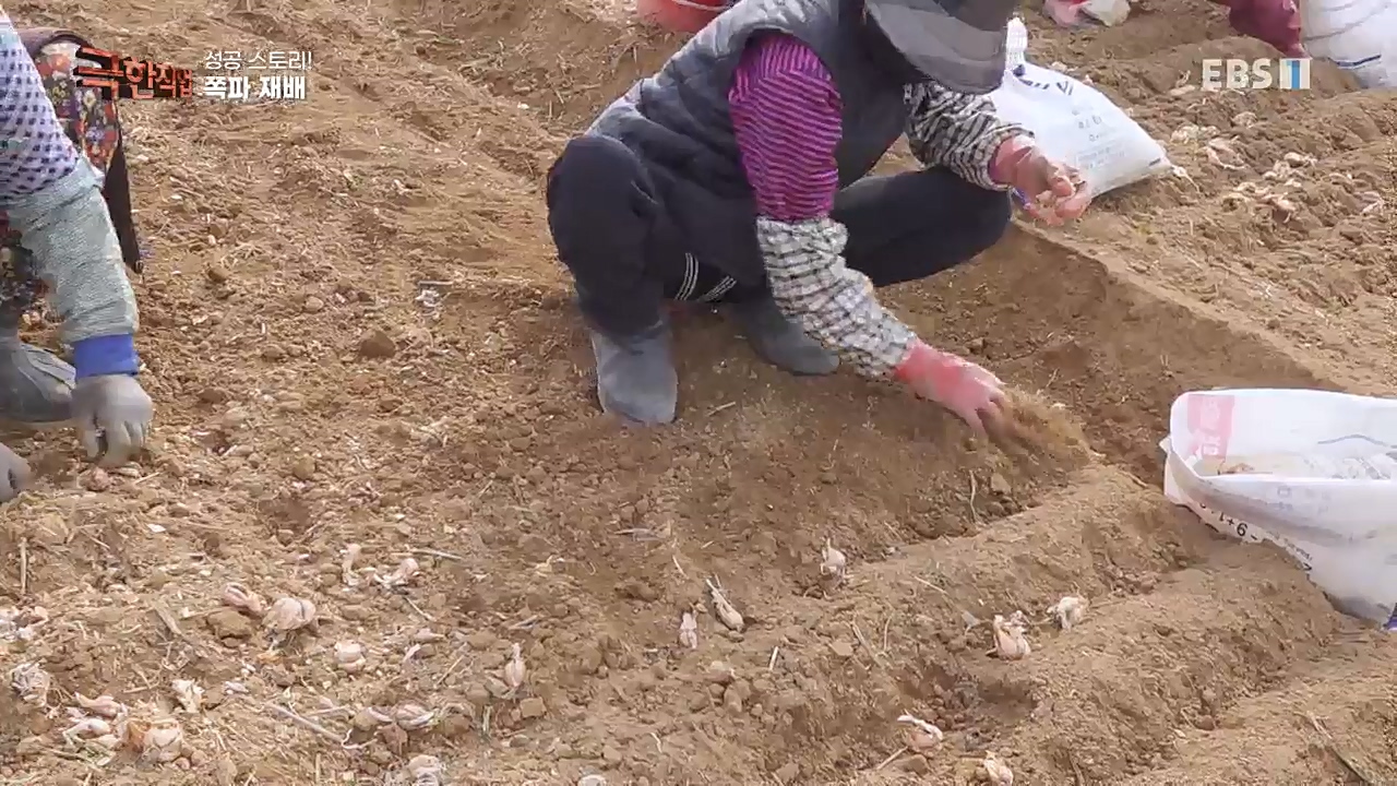 TV - 교육의 중심 EBS성공 스토리! 쪽파 재배와 과일 도매.mp4_20221209_203557.742.jpg