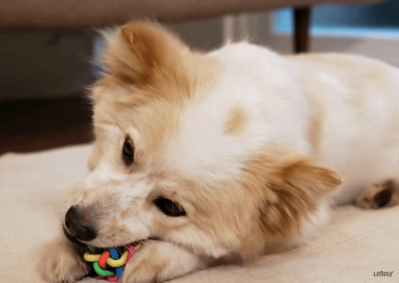 img.gif