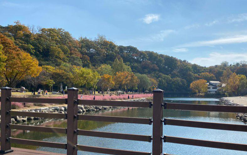  [임실] 전주 근교임실 사선대 핑크뮬리 구경!