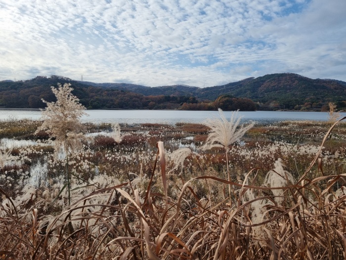 대청호