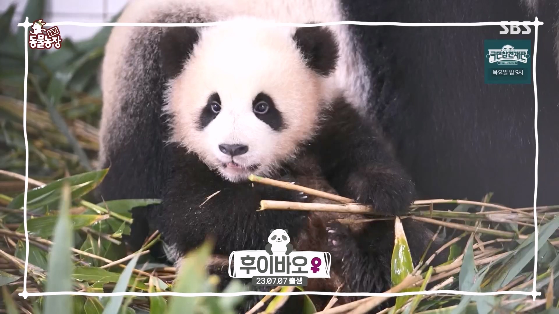 TV 동물농장.E1160.240225p.H264-F1RST.mp4_20240225_165125.005.jpg