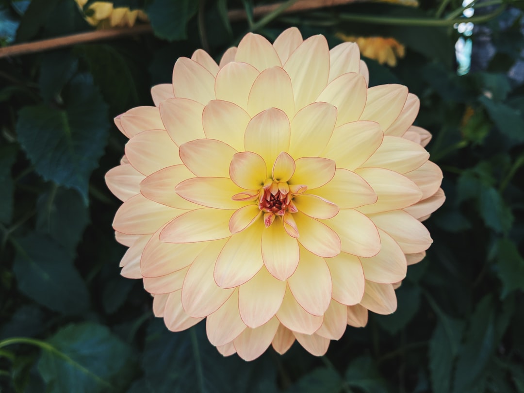 Blossom