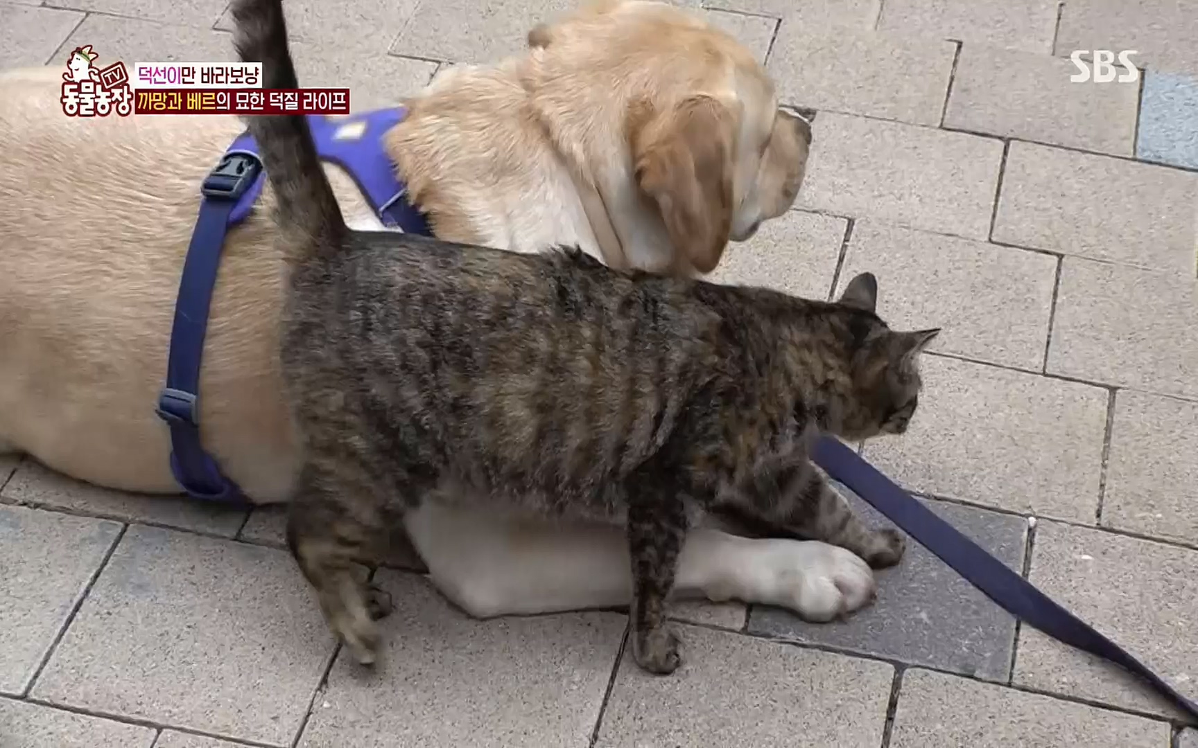 TV 동물농장.E1073.220612p.H264-F1RST.mp4_20220612_181342.494.jpg