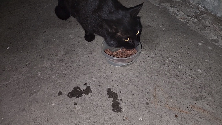 너 곰이야? 1