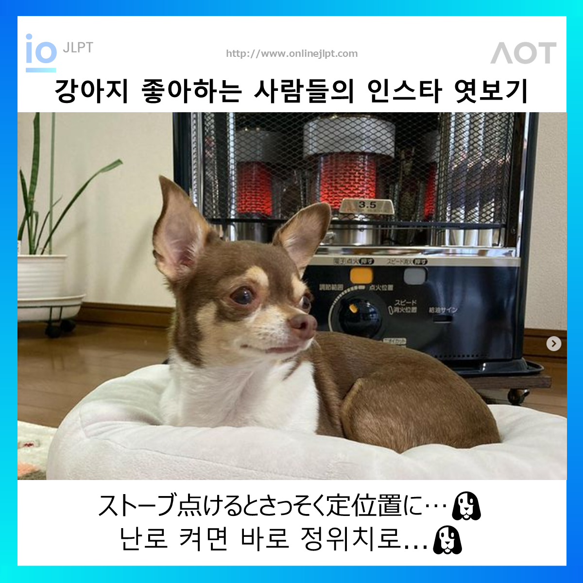  ［인스타 엿보기］ストーブ点けるとさっそく定位置に…