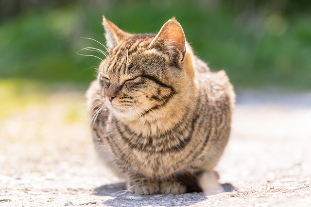 일본 타시로지마 고양이섬
